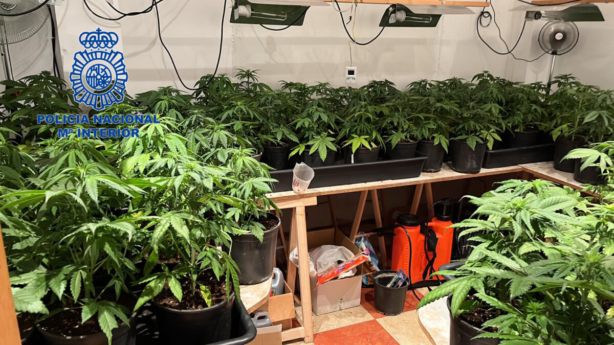 Un matrimonio cultivaba plantaciones de marihuana en 3 domicilios distintos del barrio de Nazaret